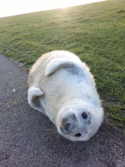 asian:  When baby seals are frighten they will fold their flappers and roll away at the speed of up to 42 km/h