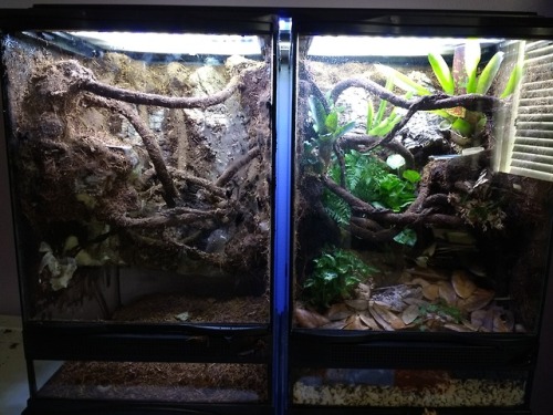 mooreinverts - Quick comparison of the vivariums before and after...