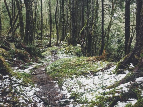 justapplyyourself:Tillamook Head Trail. Seaside, Oregon.(Instagram: @williambernardlucia)