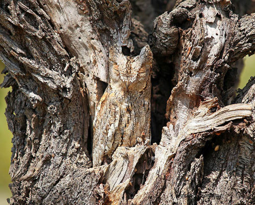 cubebreaker:  To blend in with their environments, these 15 owls have developed camouflage specific to their surroundings. 