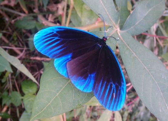 themagicfarawayttree:  Blue Morning Moth 