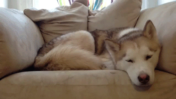 mistakengentlemanwolf:  tracknumber-6:  🔥💥🔥  Snuggle in Kitten