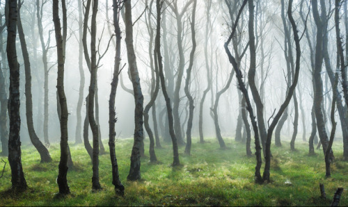 quiet-nymph - Forest Photography byJames Mills