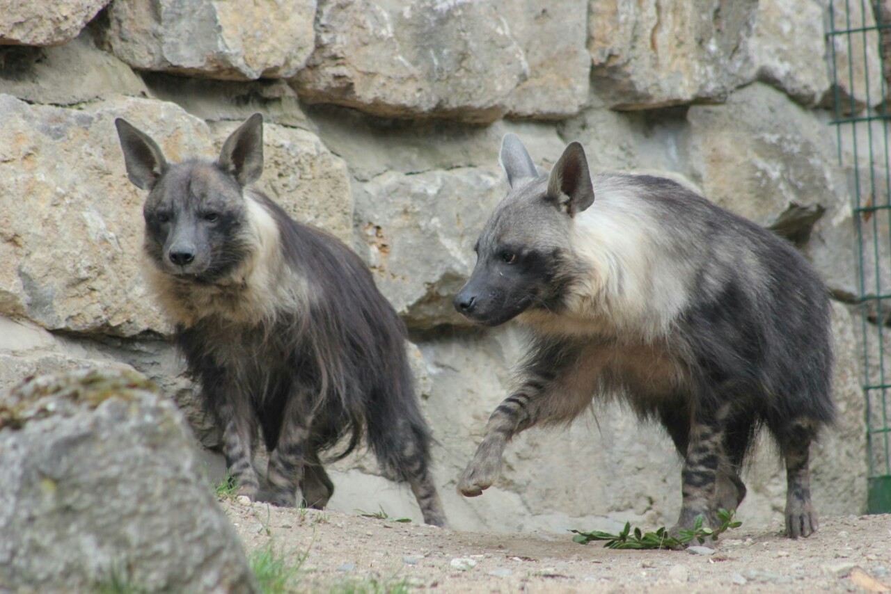 gnoll-train:  Brown Hyenas - Opel Zoo 