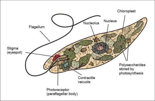 Half plant, half animal: EuglenaThe class of single celled creatures of which this genus is a member