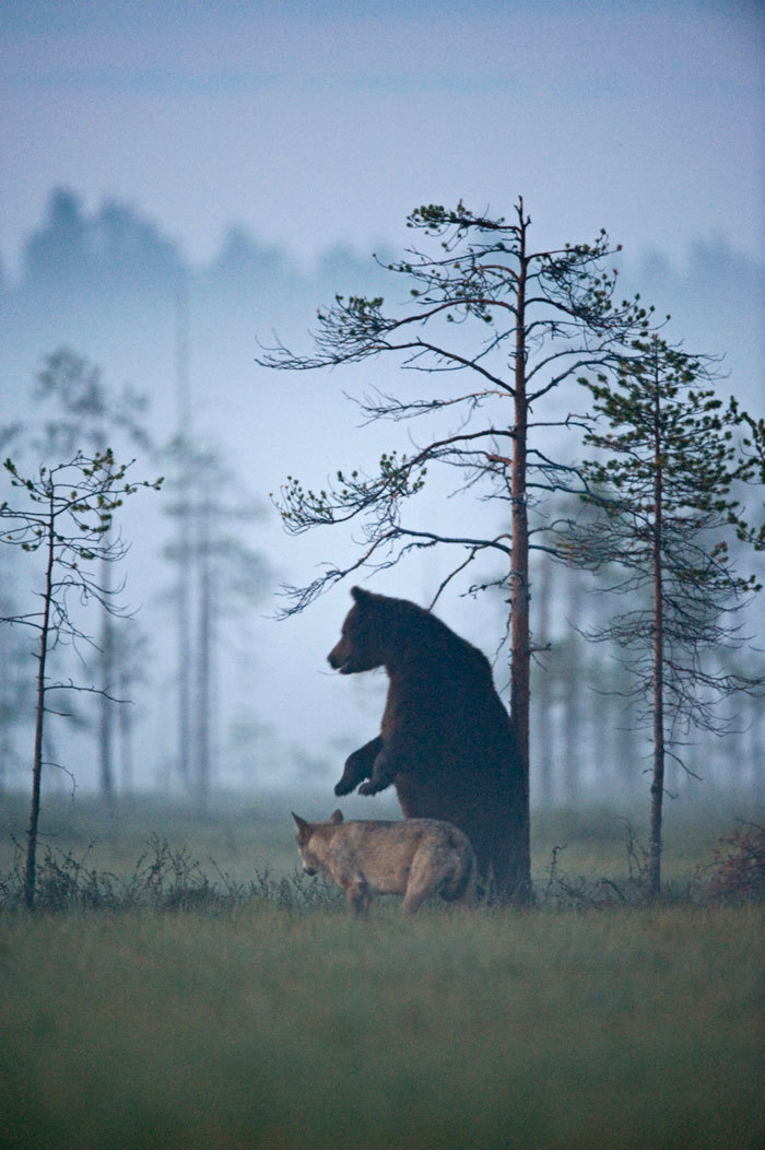 m-e-d-i-e-v-a-l-d-r-e-a-m-s:   Unusual Friendship Between Wolf And Bear  Documented