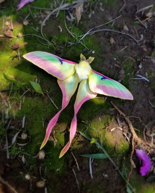 wtxch:Actias dubernardi - Chinese luna moth