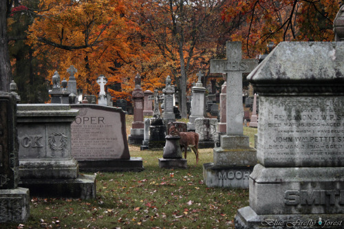 firefly-in-repair: Just some of the many deer I saw in the cemetery this morning :)