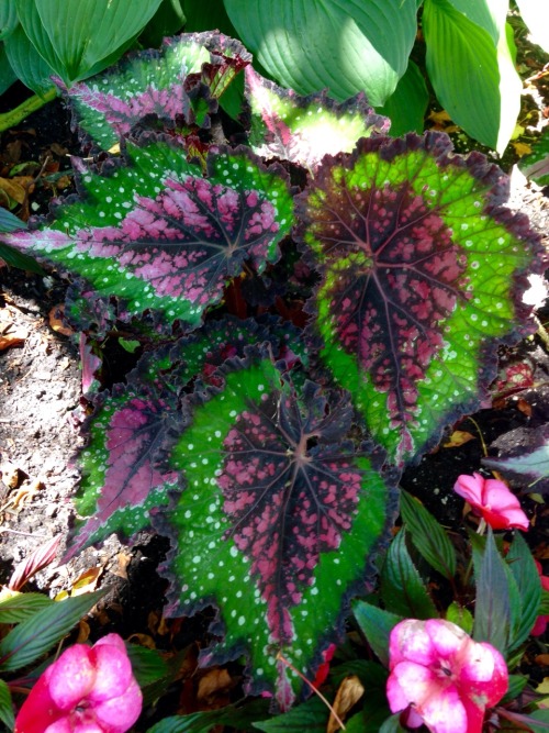 6.21.16 - A jurassic rex watermelon begonia!