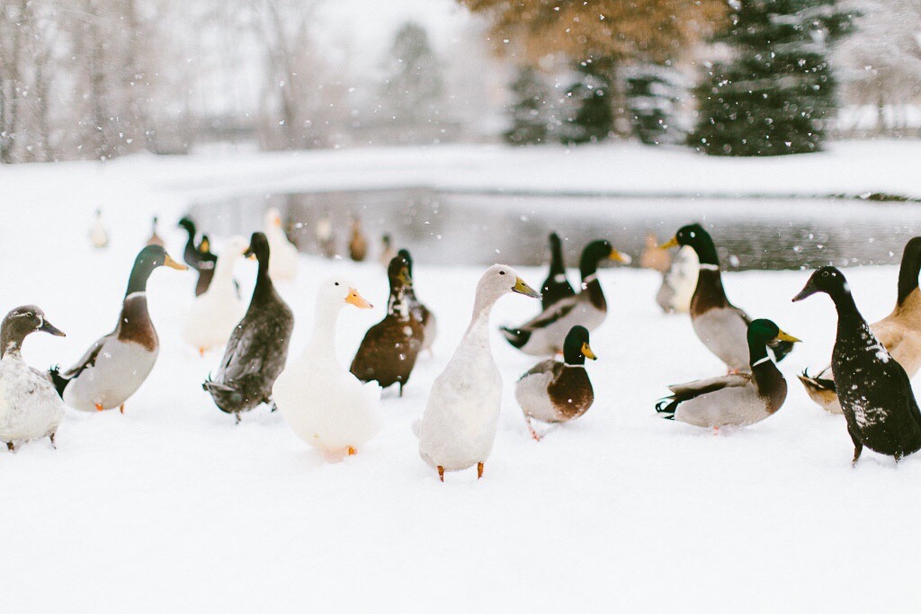 cute-overload:  Played in the snow with some ducks yesterday!http://cute-overload.tumblr.com