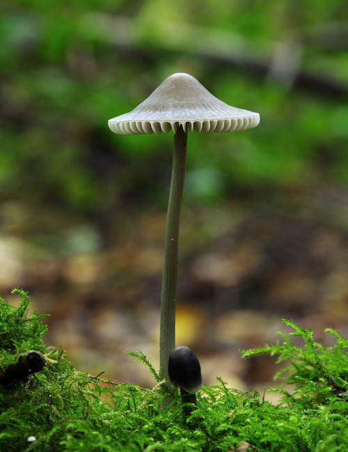 Yet another UFO (Unidentified Fungal Object) seen buzzing the local woodlands. Possibly Mycena vitil
