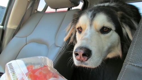hotdiggitydog-blog:  Can I get some of that food stuffs? Smells good. 