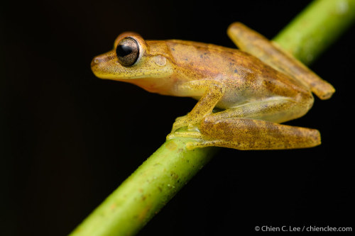 frogs-from-bogs: Boana alfaroi by Chien Lee  