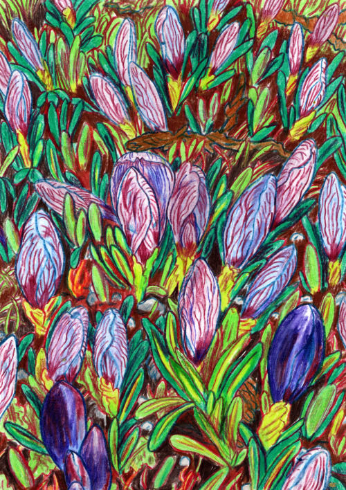 hannahlockillustration:Crocuses.