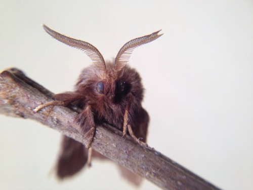 tree-whispering:look at this cute lil fuzzy baby!!!!!!!!