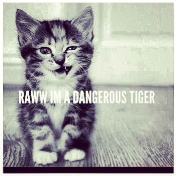 #adorable #tiger #kitty #kitten