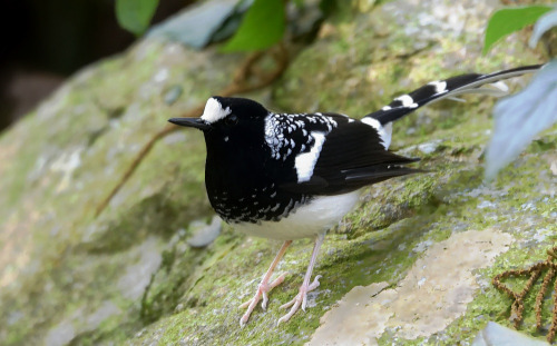 fairy-wren:  Spotted Forktail 