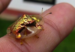 sixpenceee:  The Golden Tortoise Beetle (Charidotella