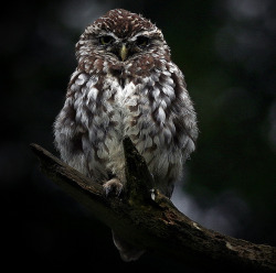 cloudyowl:  Little Owl by SNAPDECISIONS !