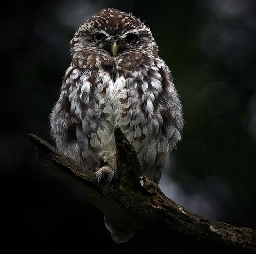 cloudyowl:  Little Owl by SNAPDECISIONS ! 