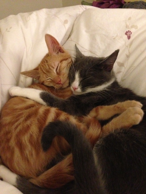 fuckyeahfelines:HUGS!