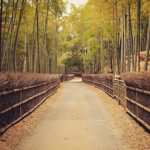 No.900 at Bamboo path, at Mukou City, Kyoto, JapanThis long and winding road shouldn&rsquo;t disappe