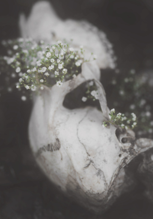 dylancpearce:  life and death. I initially shot this concept with fake flowers, but I hated how it l