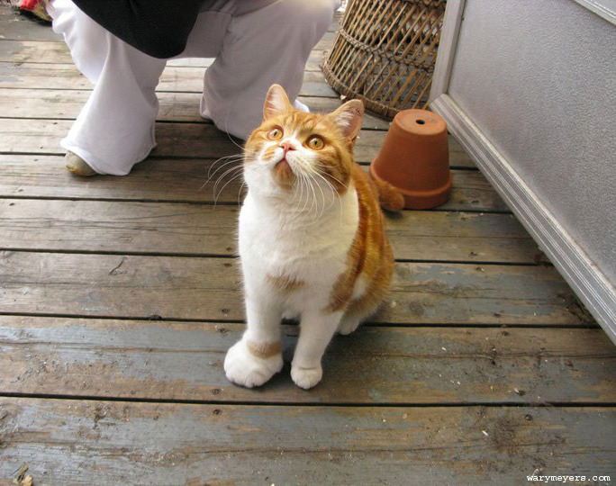 tastefullyoffensive:  Waffles had an unfortunate run-in with a bee… [warymeyers]