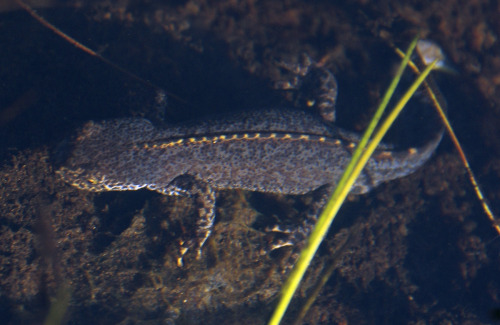 Alpine newt - Ichthyosaura alpestris - an exotic species introduced into a garden pond a few decades