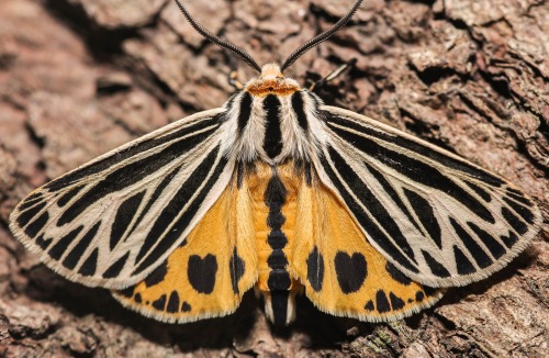 end0skeletal: Garden tiger moth (top three photos), Arctia caja Virgin tiger moth (bottom three phot