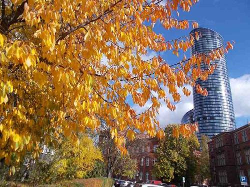 Autumn trees from Wroclaw, Poland (Sky Tower &amp; area).