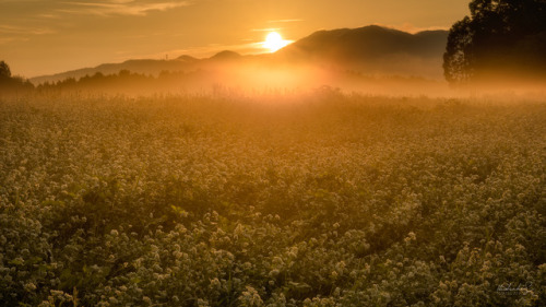 [ Golden Moment ] 66mm, f/16, ISO 100, 1/50sec Taken at Nara, Japan. 奈良県桜井市にて。