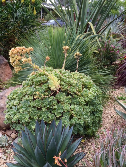 Agave blue glow in front of Aeonium in front of Agave striata in front of Furcreae macdougalii.