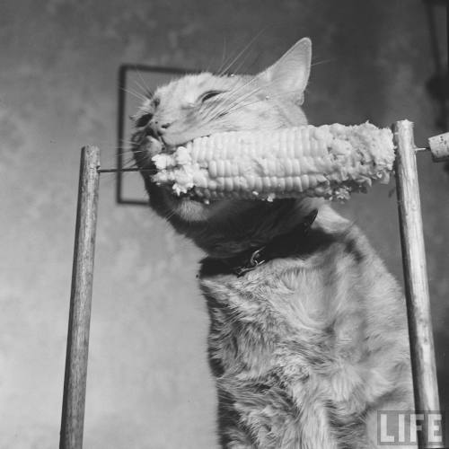 vintageeveryday:Cat eating corn-on-the-cob, 1951. Photos taken by Allan Grant for LIFE magazine.