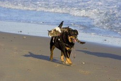 surprisebitch:  animals-riding-animals:rat riding cat riding dog  isnt this the definition of world peace