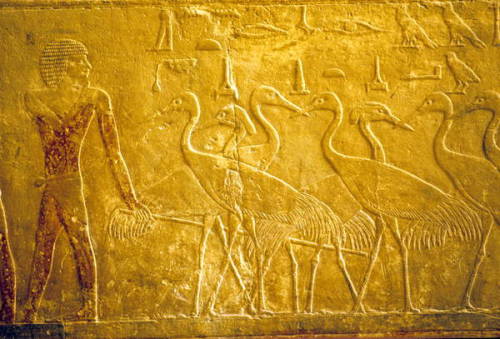 A farmer leading tame cranes, detail of a wall carving from the Mastaba of Ti. Old Kingdom, 5th Dyna