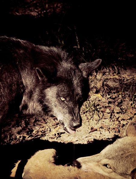 wolveswolves:  By sabbatnoir