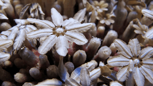 heycalacademy:Corals are animals. Timelapse via our new publication, bioGraphic. 