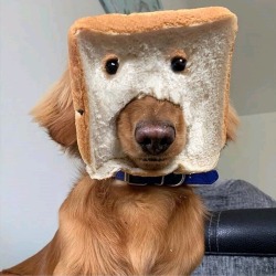 cutecornflakes:  Exceptionally rare purebread pupper