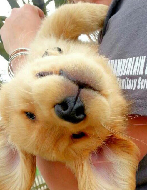fuckyeahbabyanimals: Is a smile upside down a frown? (via)
