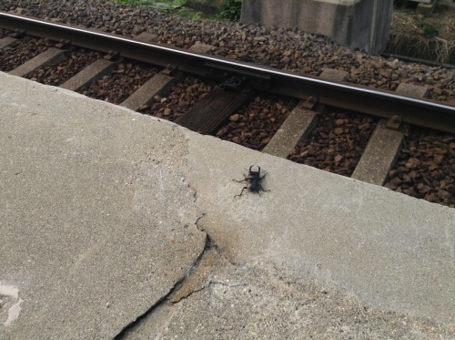 small-guide-of-nara:駅のホームで見つけました。クワガタが電車に乗りたいみたいです。On the platform,I found him.A stag beetle wants t