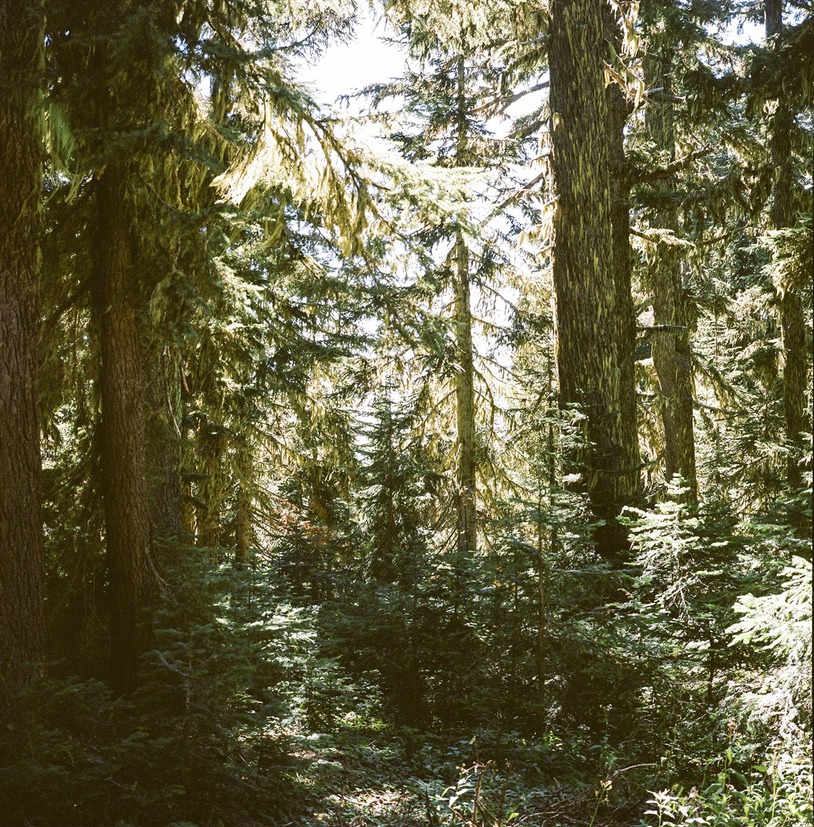 outofreception:  Mt Hood in September