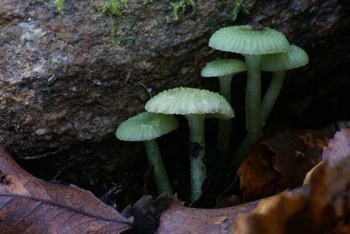 Hygrocybe/Gliophorus by volvob12b on Flickr.