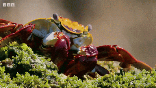 A Sally Lightfoot Crab Grazing On Seaweed.Filmed In Coastal Brazil. From Blue Planet II (2017).