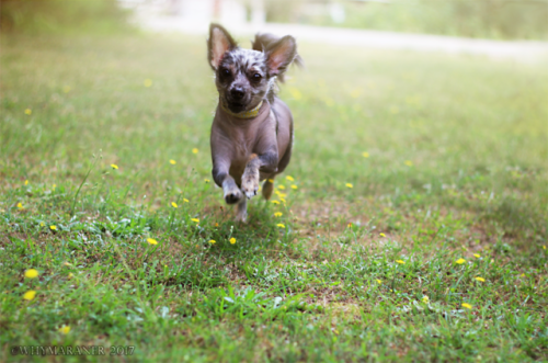 My dandelion trampling, frolicking gremlin daughter arrives to give kisses!!