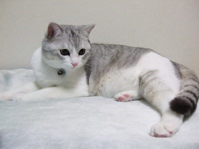 torukou:torukou: (=^‥^=) Uni 