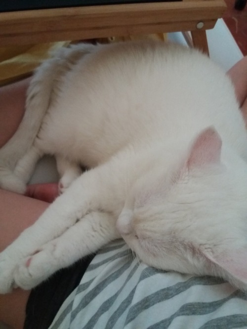 my-cat-trastu:Sleeping on my lap