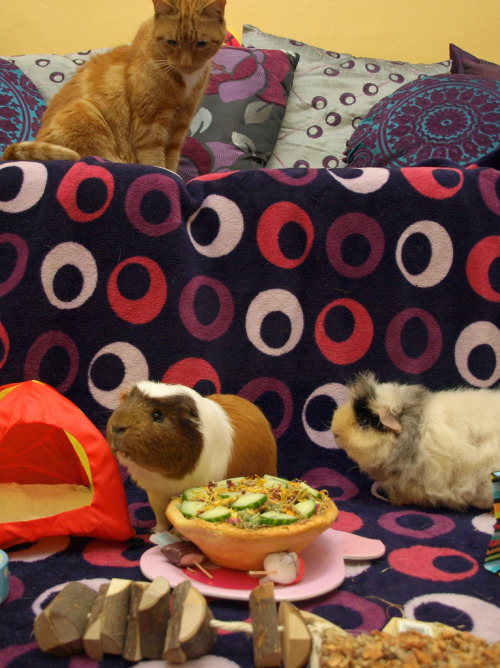 Herbie supervises the guinea pig slumber party (by Castaway in Scotland)