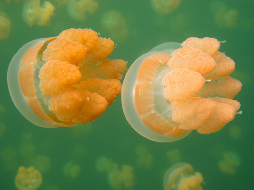 mooonjellies:sunumet