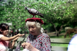 66-434 by nick dewolf photo archive on Flickr.new york city, spring 1975 pigeon lady, central park